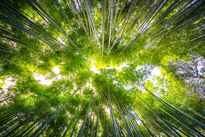 Le bambous  plante aux vertus multiples est il l or vert 